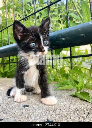 chaton, chaton noir et blanc mignon assis sur la clôture dans le jardin. beau portrait d'animal domestique ou de chat au jardin. beau concept d'animal de bébé. stra Banque D'Images