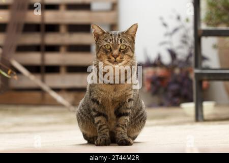 Chat tabby domestique assis et regardant vers l'avant à Sellent, Espagne Banque D'Images