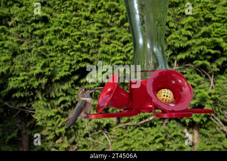 Colibris dans une mangeoire à Surrey, Colombie-Britannique, Canada Banque D'Images