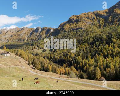 Les vaches paissent sur un champ un jour d'automne avec une grande maison et une forêt derrière. Vallée d'Aoste NW Italie. 27 octobre 2023 Banque D'Images