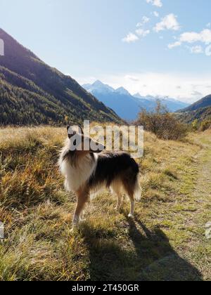 Beau berger attentif aux longues oreilles des Shetland baigné dans la lumière d'automne avec les alpes enneigées derrière. Vallée d'Aoste NW Italie. 27 octobre 2023 Banque D'Images