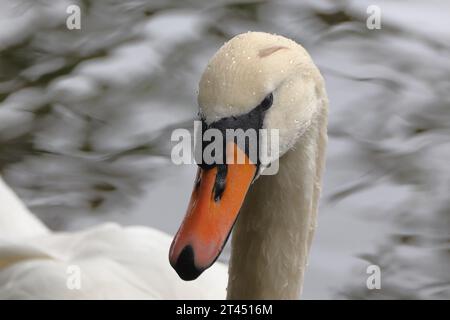 Swan et Mallards à Trentham Gardens Banque D'Images
