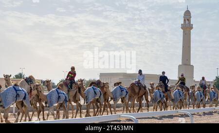 Al Shahaniya, Doha, Qatar - 03 octobre 2023 : les gardiens de chameaux instruisent et conditionnent les chameaux sur la piste Al Shahaniya en préparation Banque D'Images