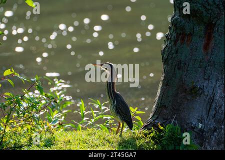 Curieux Heron vert butorides virescens sur un remblai de rivière Banque D'Images