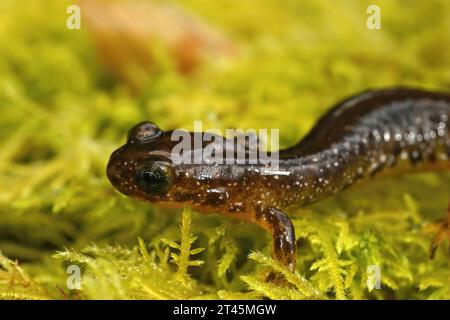 Vue rapprochée naturelle sur la rare salamandre olympique de torrent, Rhyacotriton olympicus assis sur des mousses vertes Banque D'Images