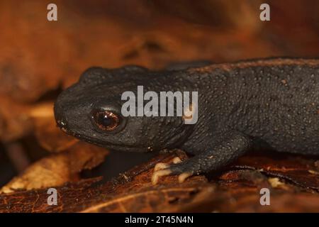 Gros plan naturel sur un juvénile de hte cryptique et menacé de crocodile de Tiannan Newt, Tylototriton yangi , endémique de Chine Banque D'Images