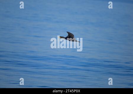 Cormorant volant sur le Forth Banque D'Images