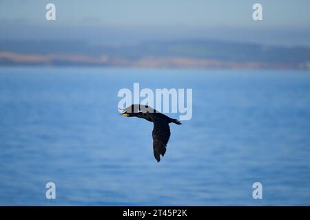 Cormorant volant sur le Forth Banque D'Images