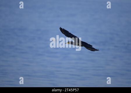 Cormorant volant sur le Forth Banque D'Images