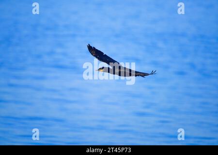 Cormorant volant sur le Forth Banque D'Images