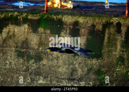 Cormorant volant sur le Forth Banque D'Images