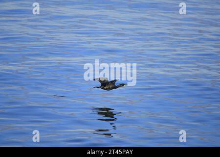 Cormorant volant sur le Forth Banque D'Images