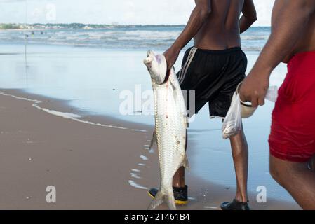 Salvador, Bahia, Brésil - 26 avril 2019 : des pêcheurs portent un gros poisson mort sur la plage de Jaguaribe dans la ville de Salvador, Bahia. Banque D'Images