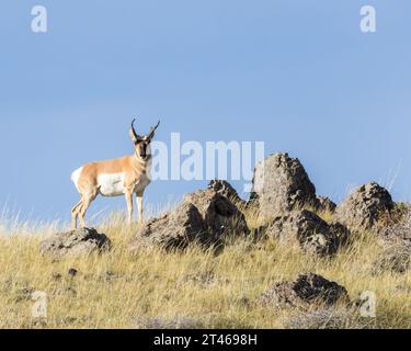 Un buck de pronghorn se dresse contre la skyline du Wyoming. Banque D'Images