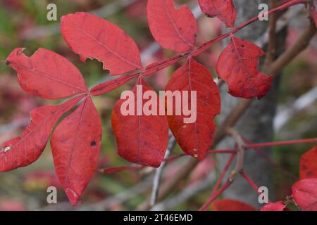 Les feuilles d'un buisson de sumac, ou sumach, ont pris une couleur rouge vif à l'automne de l'année. Genre-Rhus, famille-Anacardiaceae Banque D'Images