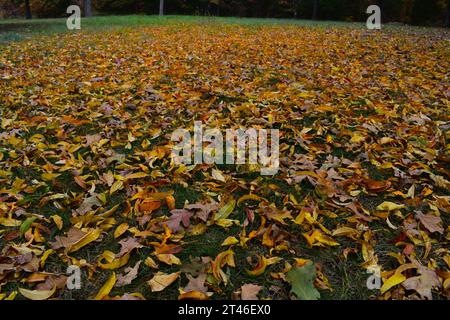 Les feuilles d'automne couvrent une cour dans le Missouri rural. Les feuilles jaunes et brunes contre l'herbe verte peignent une belle image d'automne. Banque D'Images