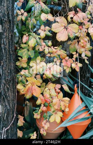 Des bouées d'ancrage doubles accrochent sur des cordes entre les feuilles vertes d'un arbre Banque D'Images