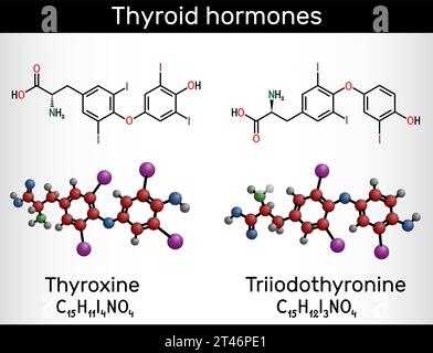 Hormones thyroïdiennes : molécule de triiodothyronine (T3, lévothyroxine) et de thyroxine (T4). Formule chimique structurale, modèle moléculaire. Illustration de Vecteur