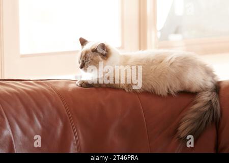 Chat, dormir et se détendre sur le canapé dans la maison avec animal de compagnie en bonne santé dans le salon de l'appartement. Calme, chaton et fourrure grise de chaton perse assis dans la maison avec Banque D'Images