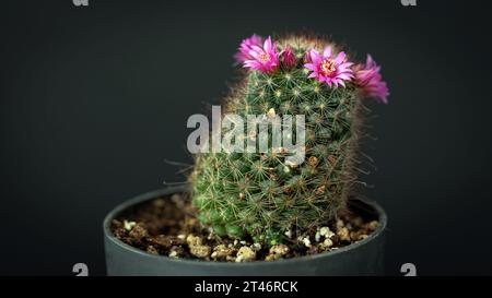 Belles fleurs de cactus violettes avec fond noir. Gros plan de fleur de cactus. Le champ de profondeur et le flou sont faits intentionnellement Banque D'Images