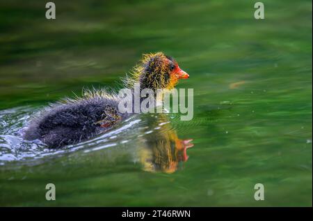 Poussin australien nageant avec des reflets colorés dans l'eau. Auckland. Banque D'Images