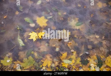 Beauté d'automne jaune : étang congelé sous l'eau avec fleur et feuilles, feuille jaune flottant dans l'étang gelé, sous l'eau, entouré par la surface gelée. Banque D'Images