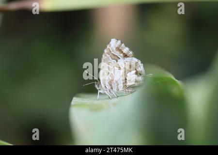 Bronze géranium (Cacyreus marshalli). Une espèce envahissante en Europe mais originaire d'Afrique australe. Photographié en Toscane, Italie Banque D'Images