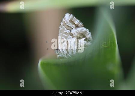 Bronze géranium (Cacyreus marshalli). Une espèce envahissante en Europe mais originaire d'Afrique australe. Photographié en Toscane, Italie Banque D'Images