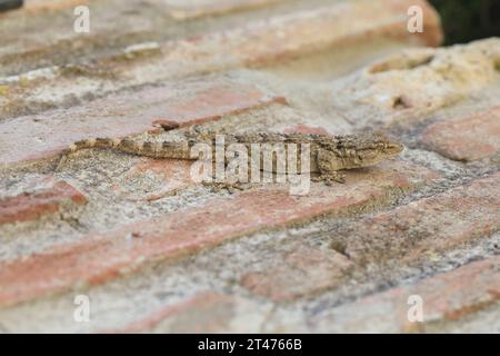 Gecko mural commun (Tarentola mauritanica) photographié en Toscane, Italie. Banque D'Images