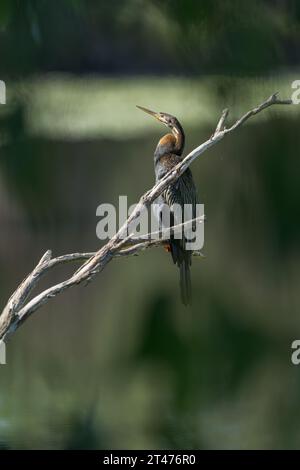 Un mâle australasien Darter prenant lui-même le soleil, est assis sur une branche morte le long d'un lagon marécageux à Cattana Wetlands, Cairns, Australie. Banque D'Images