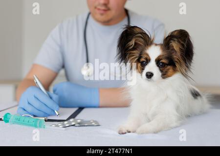 Gros plan de chien papillon en bonne santé adorable, médecin vétérinaire écrivant la prescription sur le fond Banque D'Images