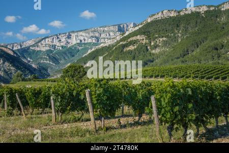 Vignobles avec le massif du Vercors en arrière-plan près de Châtillon en Diois dans le sud de la France (Drôme) Banque D'Images