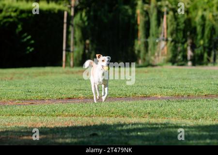 Chien femelle adulte jouant avec la balle qui court sur l'herbe verte dans le parc Banque D'Images