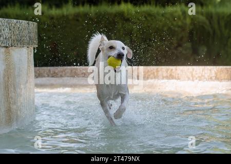 Chien femelle adulte jouant, éclaboussant et courant avec une balle de tennis dans une fontaine Banque D'Images