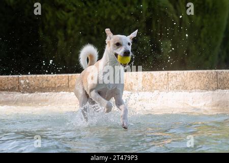 Chien femelle adulte jouant, éclaboussant et courant avec une balle de tennis dans une fontaine Banque D'Images