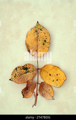 Feuille d'automne jaune brun séché et vert de Rose ou Rosa couchée sur du papier antique Banque D'Images