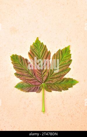 Feuille rose de printemps frais et vert dépliant de Sycamore ou Grand érable ou Acer pseudoplatanus arbre couché sur papier antique Banque D'Images