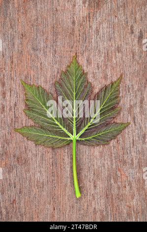 Feuille rose de printemps frais et vert dépliant de Sycamore ou Grand érable ou Acer pseudoplatanus arbre couché sur papier antique Banque D'Images