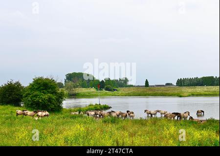 Chevaux Konik dans la réserve naturelle de Blauwe Kamer, près d'Opheusden Banque D'Images