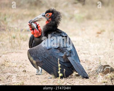 Deux gros oiseaux noirs avec du rouge sur le visage interagissant avec le rouge sur le visage (Bucorvus leadbeateri) Banque D'Images