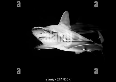 Requin en noir et blanc Banque D'Images