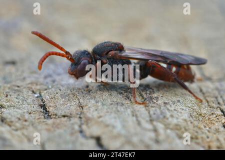 Gros plan détaillé sur une grande abeille nomade à griffes d'ours, Nomada alboguttata, withh copy-space Banque D'Images