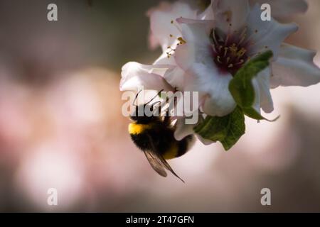 gros plan macro image d'un bourdon mangeant le nectar de la fleur d'un amandier au printemps Banque D'Images