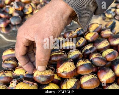 châtaignes, cueillette manuelle masculine de châtaignes grillées avec une focalisation sélective. Cuisine de rue traditionnelle en automne et en hiver en Italie et en Turquie. Banque D'Images