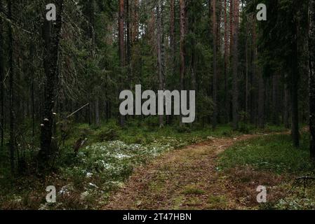 Fin de l'automne dans la forêt septentrionale. Paysage. Un chemin menant à travers une forêt sombre. Banque D'Images