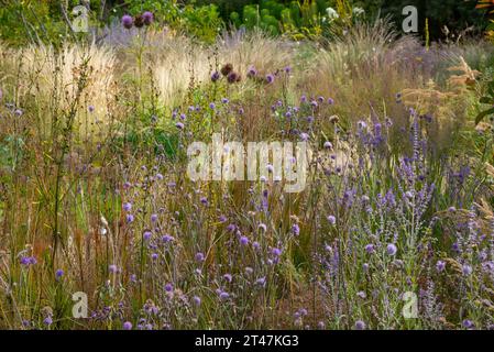 Été dans les jardins de RHS Bridgewater, Worsley, Salford, Angleterre. Banque D'Images