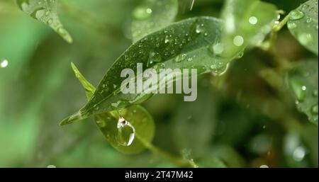 Gros plan des gouttes de pluie. La pluie coule sur les feuilles vertes de la plante. Banque D'Images