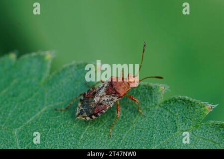 Gros plan naturel sur un insecte végétal sans parfum, Rhopalus subrufus assis sur une feuille verte Banque D'Images