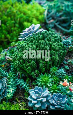 Jardinière remplie de belles succulentes dans un cadre de jardin. Idéal pour les amateurs de jardinage, les projets de décoration intérieure et l'inspiration paysagère. Banque D'Images