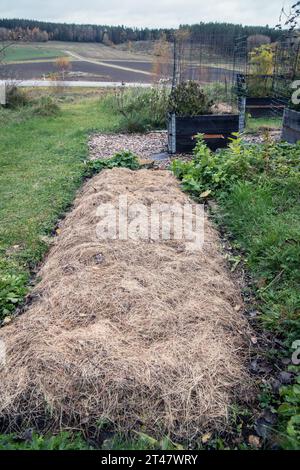 paille blanchie par le soleil altérée utilisée comme suppresseur de mauvaises herbes organique en agriculture Banque D'Images